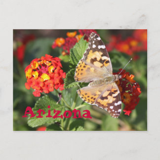 Arizona Postcard