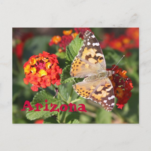 Arizona Postcard (Front)