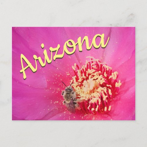 Arizona Postcard Prickly Pear Bloom Bee Postcard