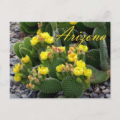 Arizona Postcard Prickly Pear Cactus Postcard