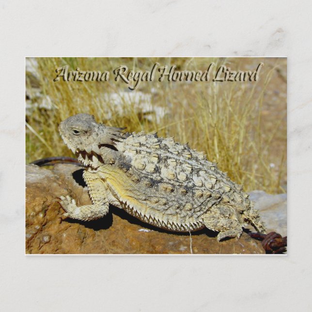 Arizona Regal Horned Lizard Postcard (Front)