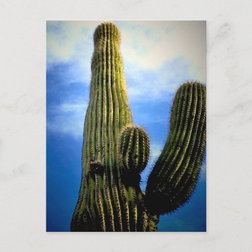 Arizona Saguaro Cactus High  Postcard