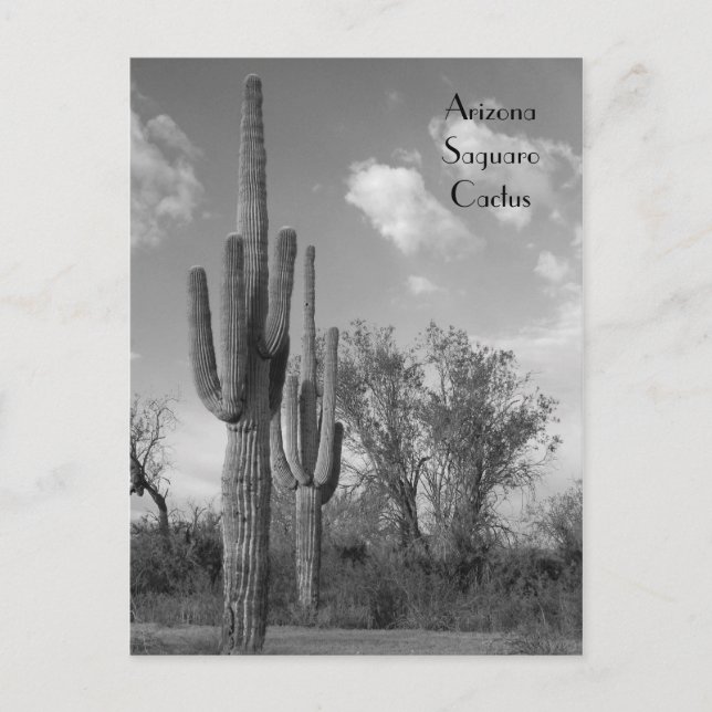 Arizona Saguaro Postcard (Front)