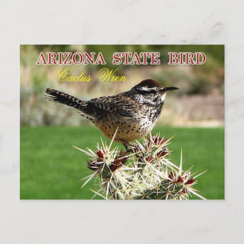 Arizona State Bird _ Cactus Wren Postcard