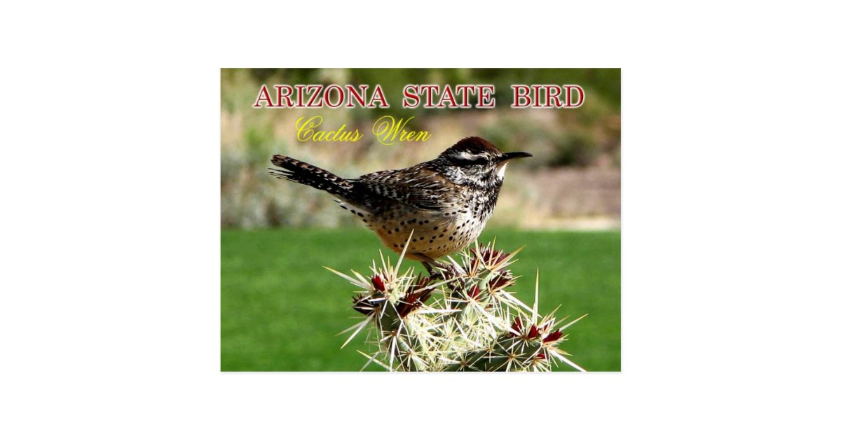 arizona state bird cactus wren postcard