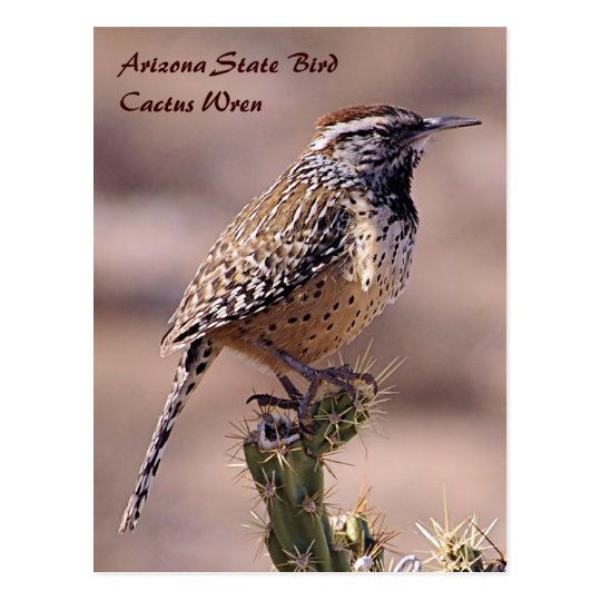 Arizona State Bird Cactus Wren Postcard Zazzlecom