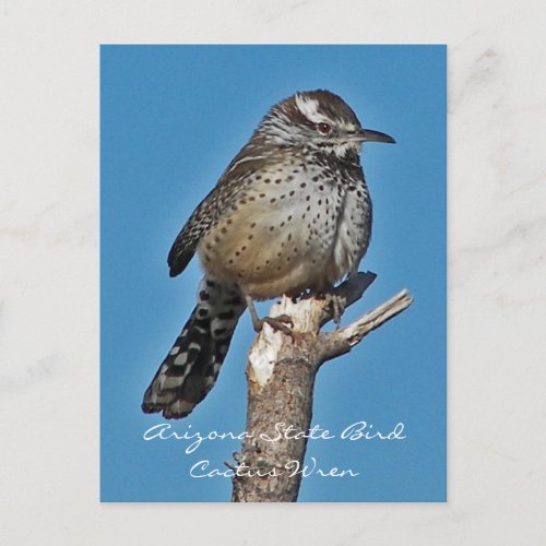 Arizona State Bird Postcard
