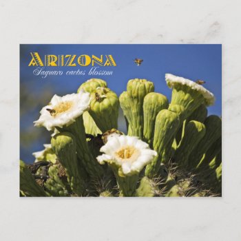 Arizona State Flower: Saguaro Cactus Blossom Postcard by HTMimages at Zazzle