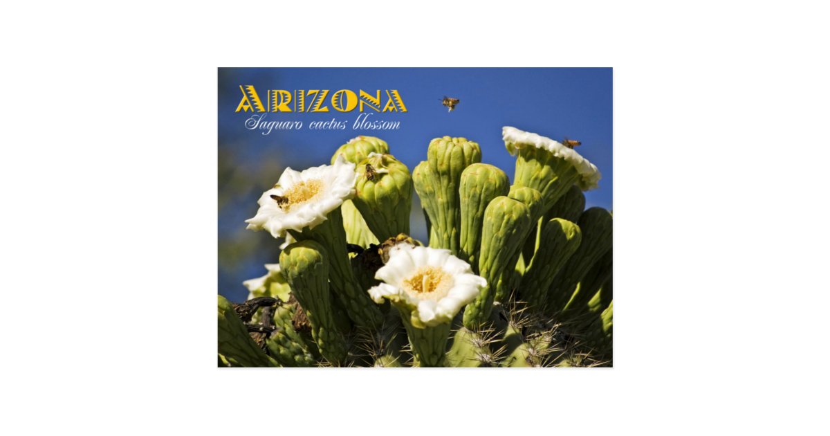 Arizona State Flower Saguaro Cactus Blossom Postcard