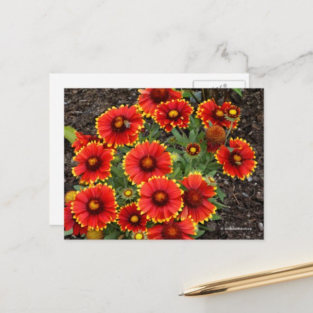 Arizona Sun Blanketflowers Postcard (Front/Back In Situ)
