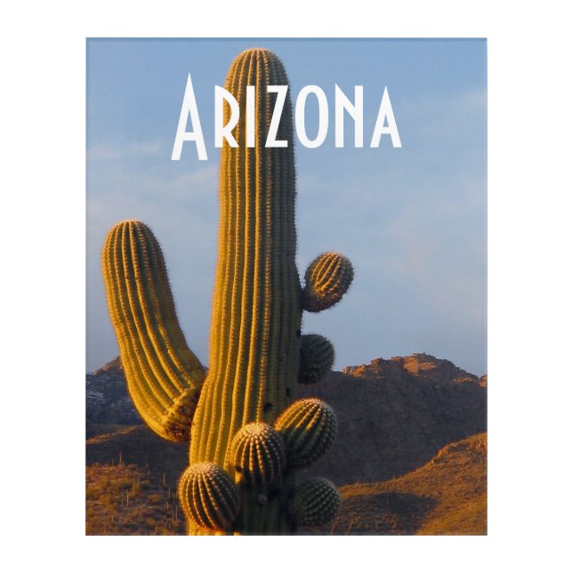 Arizona Sunlit Saguaro Acrylic Print (Front)