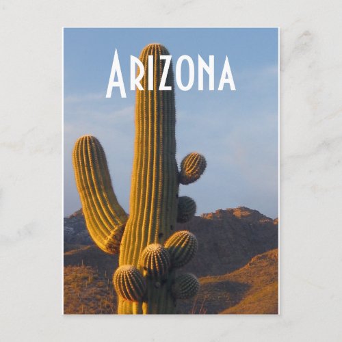 Arizona Sunlit Saguaro Postcard