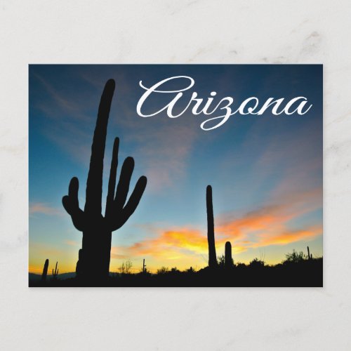 Arizona Sunrise Cactus  Desert Travel  Postcard