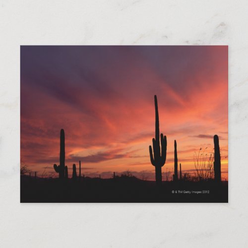 Arizona sunset over saguaro cacti postcard