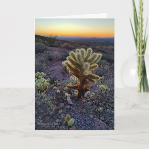 Arizona USA Teddy Bear Cholla Cactus At Sunset 1 Card