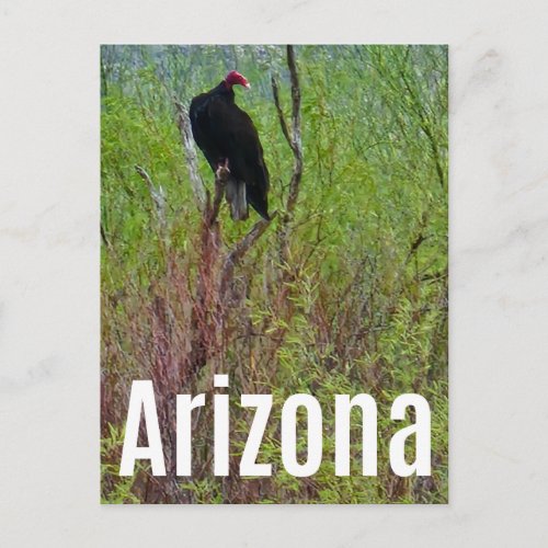 Arizona Vulture Sonoran Desert Postcard