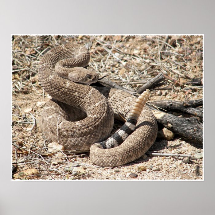 Arizona Western Diamondback Rattlesnake Posters