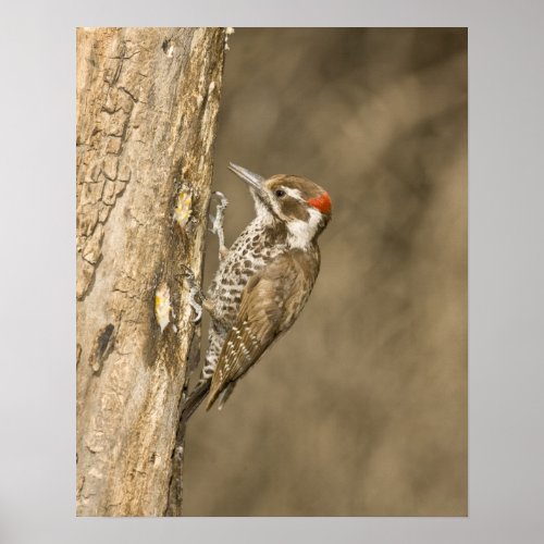 Arizona Woodpecker Dendrocopos arizonae South Poster