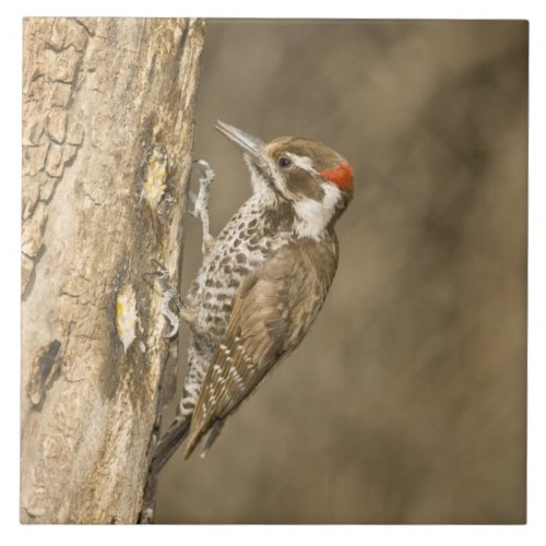 Arizona Woodpecker Dendrocopos arizonae South Tile