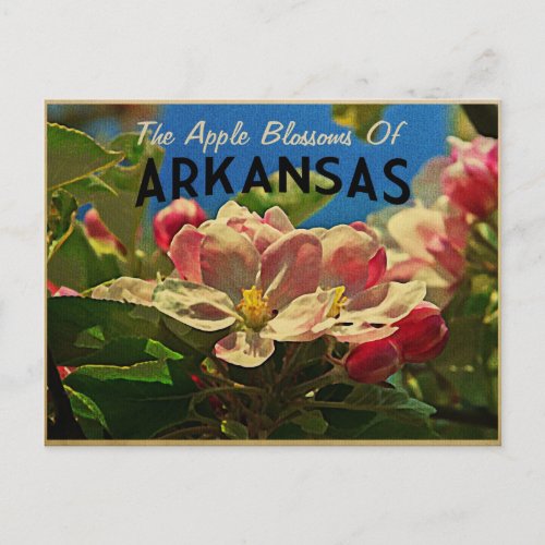 Arkansas Apple Blossoms Postcard