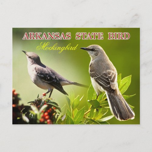 Arkansas State Bird _ Mockingbird Postcard