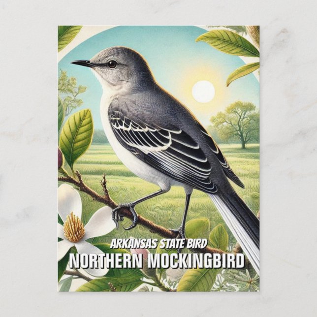Arkansas State Bird Northern Mockingbird Postcard (Front)