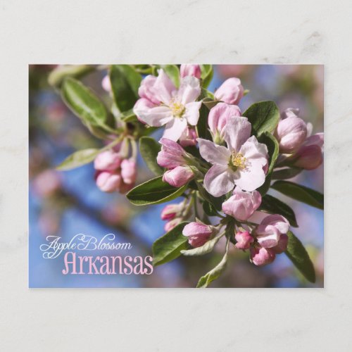 Arkansas State Flower Apple Blossom Postcard