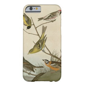 Arkansaw Siskin  Mealy Red-poll  Louisiana Tanager Barely There Iphone 6 Case by birdpictures at Zazzle