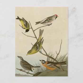 Arkansaw Siskin  Mealy Red-poll  Louisiana Tanager Postcard by birdpictures at Zazzle