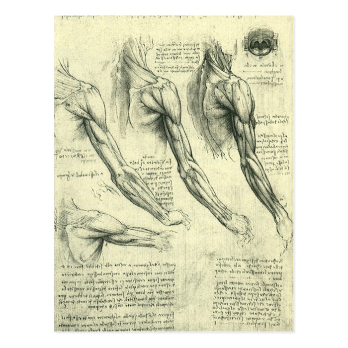 Arm and Shoulder Muscles Anatomy Leonardo da Vinci Postcard