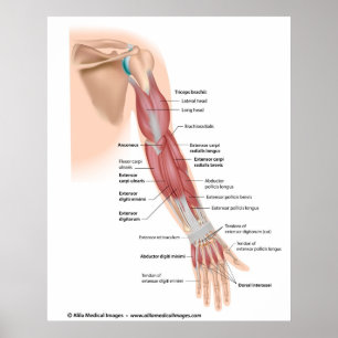 Arm muscles posterior view, labeled drawing. poster
