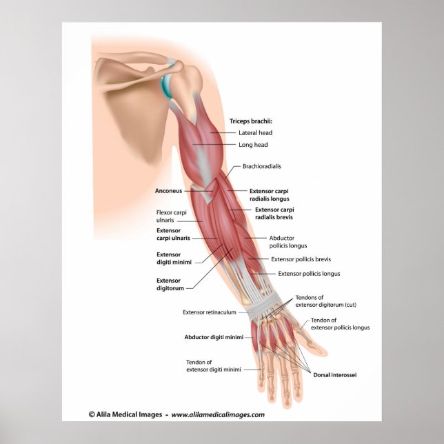 Arm muscles posterior view, labeled drawing. poster (Front)