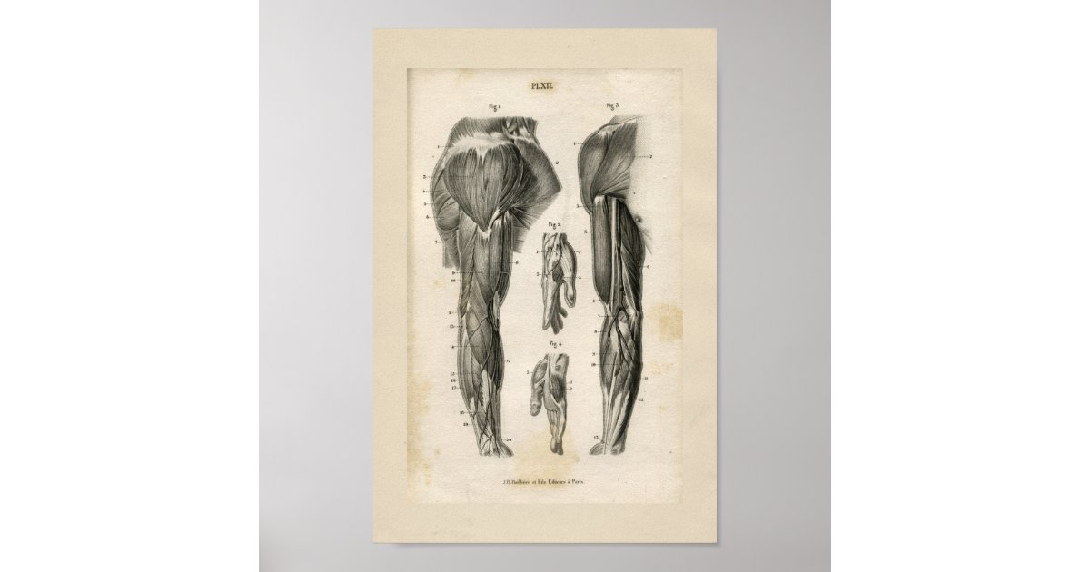 Arm Muscles Vintage Anatomy Print | Zazzle