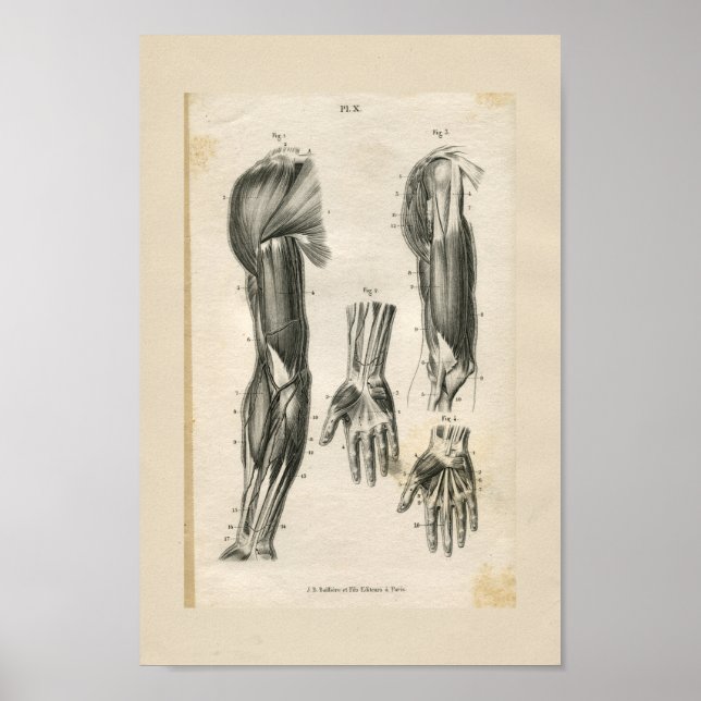 Arm Muscles Vintage Anatomy Print (Front)