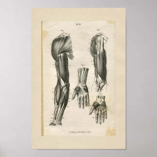 Arm Muscles Vintage Anatomy Print | Zazzle