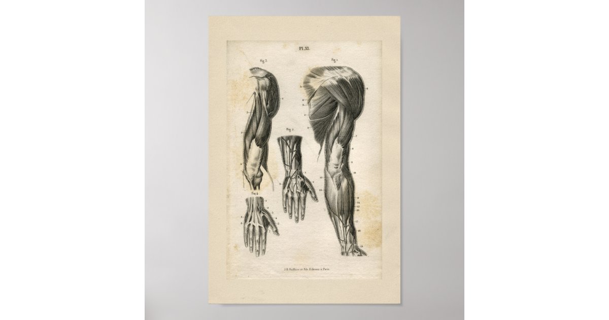 Arm Muscles Vintage Anatomy Print | Zazzle