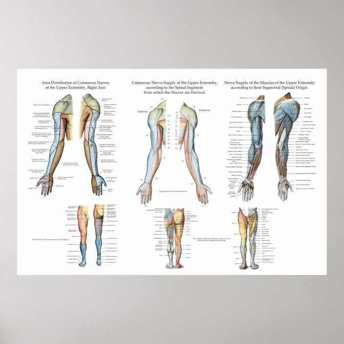 Arm Nerve Innervation of Upper Extremities Poster | Zazzle.com