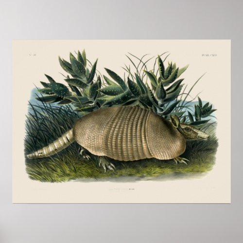 Armadillo by John Woodhouse Audubon Poster