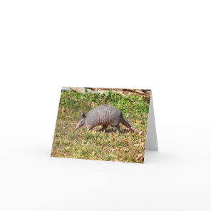 Armadillo  card