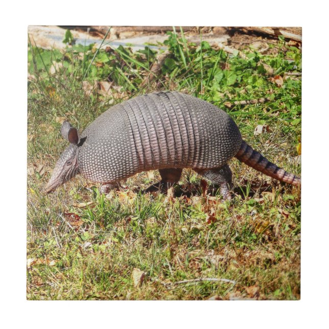 Armadillo Ceramic Tile (Front)