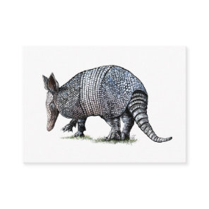 Armadillo Enclosure Card