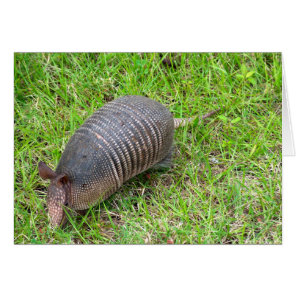 Armadillo in Green Grass Cards