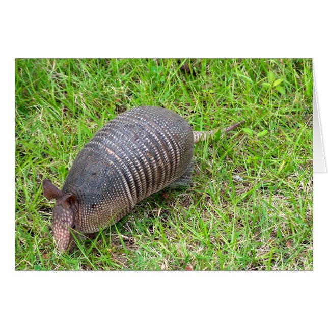 Armadillo in Green Grass Cards (Front Horizontal)