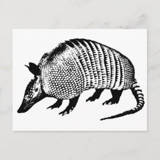 Armadillo Postcard
