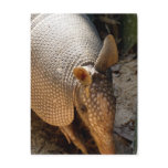 Armadillo Postcard