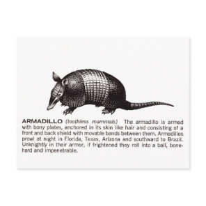 armadillo postcard