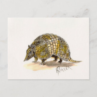Armadillo Postcard