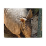 Armadillo Postcard