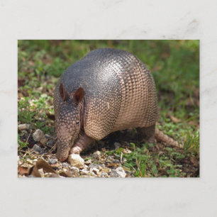 Armadillo  postcard
