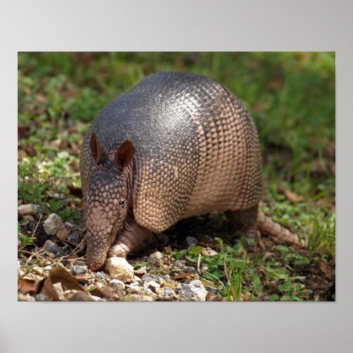 Armadillo Poster